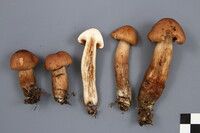 Tricholoma fulvum image